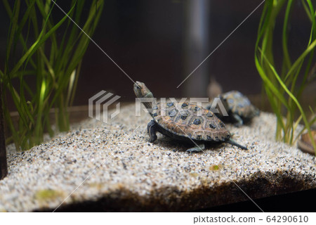 烏龜水族水族館特有 烏龜水族水族館特有 64290610