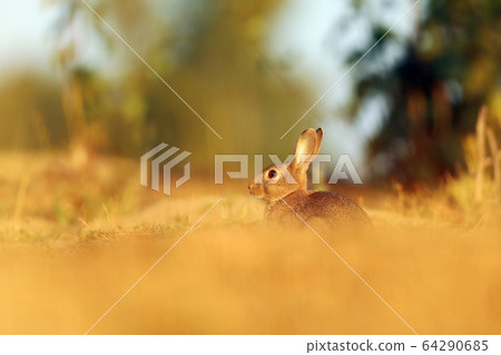 Rabbit insummer. Animal nature habitat, life in Rabbit insummer. Animal nature habitat, life in 64290685
