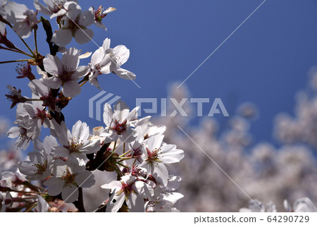 Cherry Blossoms   64290729