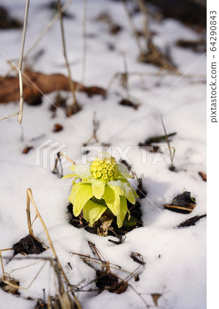 Fukinoenna Fukinoenna 64290843