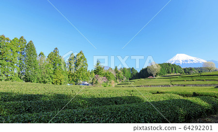 Tea field (spring) Tea field (spring) 64292201