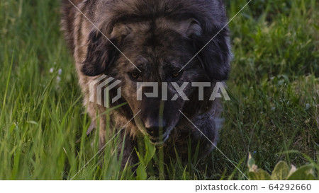 two caucasian shepherd bitches demanding reward for obedience two caucasian shepherd bitches demanding reward for obedience 64292660