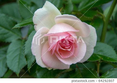 赫魯曾草藥園@赫維爾·羅斯 64292807