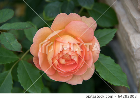 赫魯曾草藥園@赫維爾·羅斯 64292808