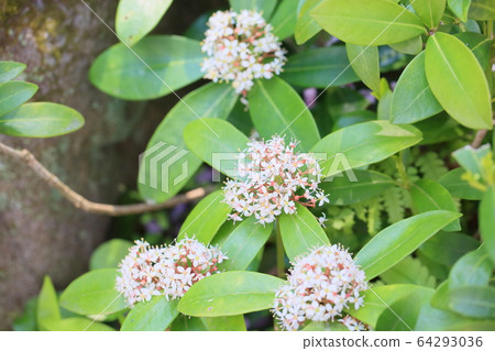 Flower of Miyamashikimi Flower of Miyamashikimi 64293036