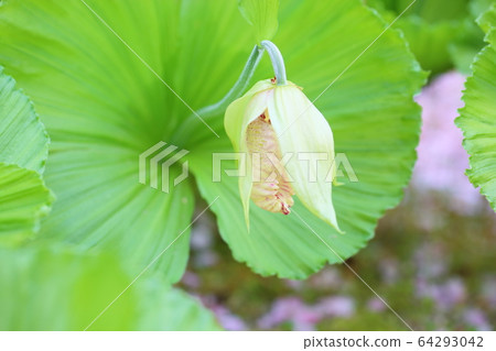 Bear flowers 64293042