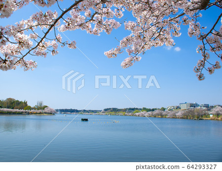 Cherry blossoms in full bloom at Lake Senba (Mito Japan) Cherry blossoms in full bloom at Lake Senba (Mito Japan) 64293327