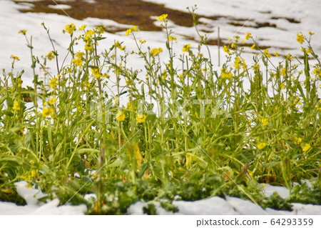 長ori雪油菜田 長ori雪油菜田 64293359