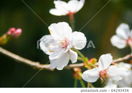 Cherry Blossoms Cherry Blossoms 64293456