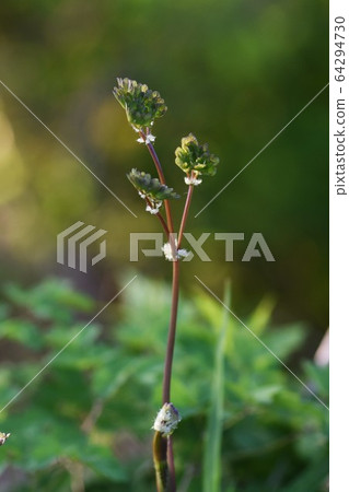 Larchaceous 64294730