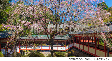 A shrine that enshrines the cherry blossoms of Kirishima Jingu_Ninigi no Mikoto and boasts a history of 6th century. 64294747