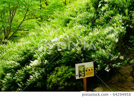 Hasedera Temple Button Hasedera Temple Button 64294958