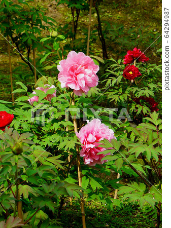 Hasedera Temple Button 64294987