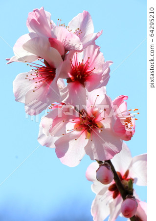 Almond flower 64295210