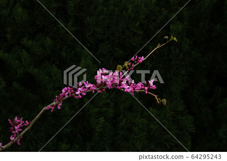 Red-purple Hanazuou Red-purple Hanazuou 64295243