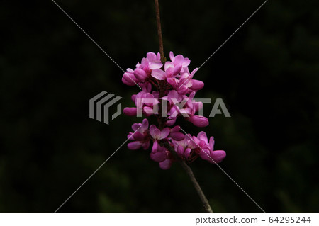 Red-purple Hanazuou Red-purple Hanazuou 64295244