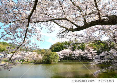 內山榮治寺遺址的櫻花 內山榮治寺遺址的櫻花 64295305