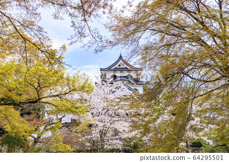 Cherry Blossom Hikone Castle 64295501