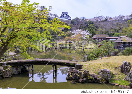 Cherry Blossom Hikone Castle 64295527