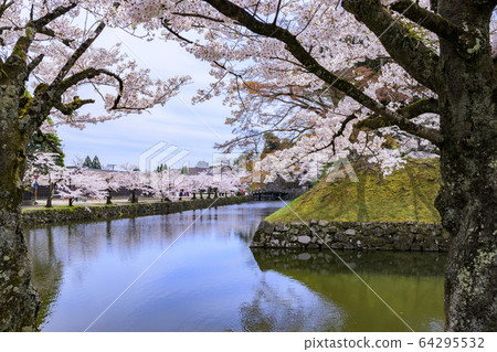 Cherry Blossom Hikone Castle Cherry Blossom Hikone Castle 64295532