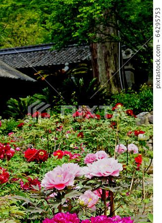 Hase Valley Botan奈良縣 64295753