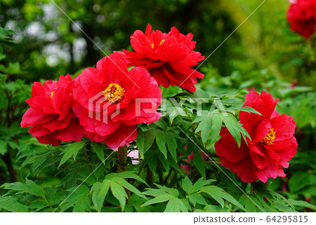 Hase Valley Botan Nara Prefecture Hase Valley Botan Nara Prefecture 64295815