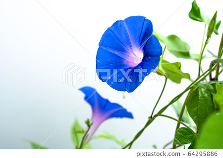 Blue morning glory white background 64295886