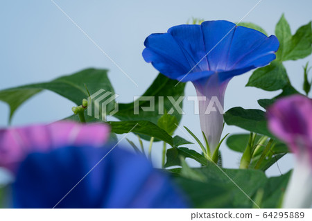 Blue and pink morning glory white background Blue and pink morning glory white background 64295889