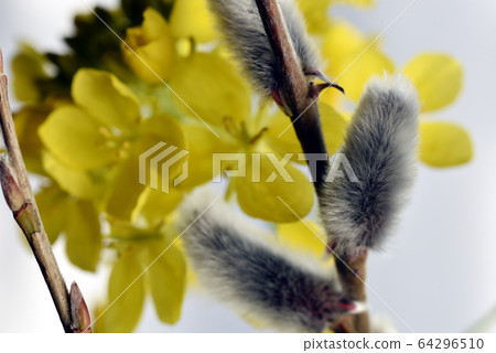 Pussy willow rape flower 64296510