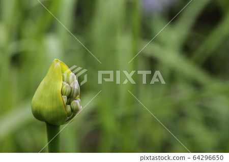 愛情花芽 64296650