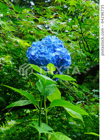 岩見寺八仙花京都府 64296735