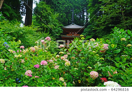 Iwafune Temple Hydrangea Kyoto Prefecture Iwafune Temple Hydrangea Kyoto Prefecture 64296816