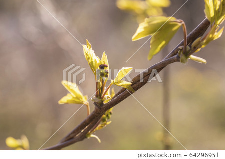 Akebi sprout and flower bud 64296951