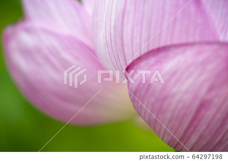 Lotus Lotus 64297198