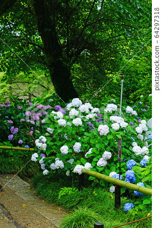 Yataji Hydrangea Nara Prefecture Yataji Hydrangea Nara Prefecture 64297318