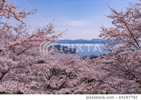 宮城縣松島町,盛開的櫻花,春天回來的松公園,春天的松島灣 宮城縣松島町,盛開的櫻花,春天回來的松公園,春天的松島灣 64297792
