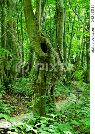 Shishigahana Marshland Akita Prefecture Tohoku 64298015