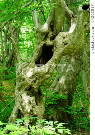 Shishigahana Marshland Akita Prefecture Tohoku 64298017