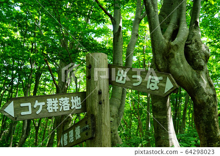 Shishigahana Marshland Akita Prefecture Tohoku 64298023