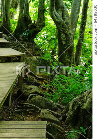 Shishigahana Marshland Akita Prefecture Tohoku 64298030