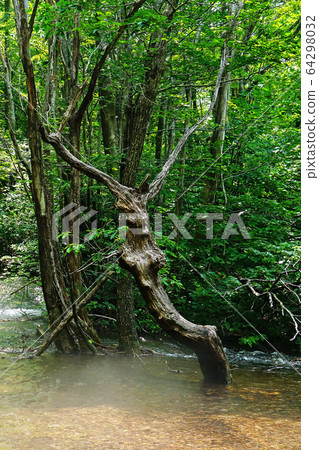 Shishigahana Marshland Akita Prefecture Tohoku 64298032