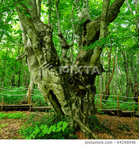 Shishigahana Marshland Akita Prefecture Tohoku 64298046