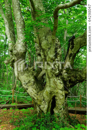 Shishigahana Marshland Akita Prefecture Tohoku 64298047