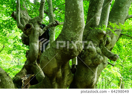 Shishigahana Marshland Akita Prefecture Tohoku 64298049