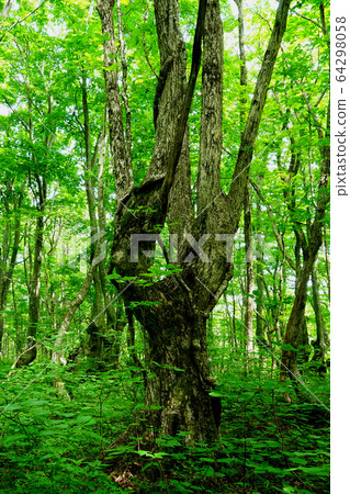 Shishigahana Marshland Akita Prefecture Tohoku 64298058