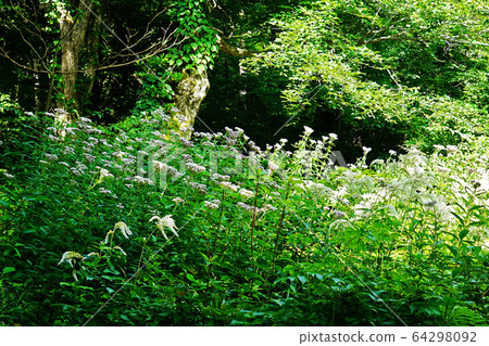 Shishigahana Marshland Akita Prefecture Tohoku Shishigahana Marshland Akita Prefecture Tohoku 64298092