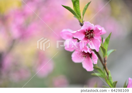 華麗的深紅色桃花盛開在四月的果園裡 64298109