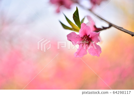 華麗的深紅色桃花盛開在四月的果園裡 64298117