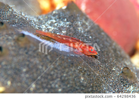 Sevoshi mitake goby 64298436