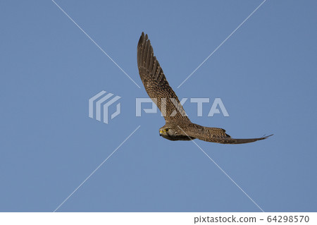 Chrysanthemum Chrysanthemum 64298570